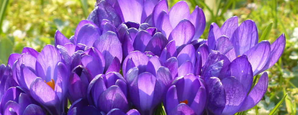 Purple flowers to symbolize Lent 2021